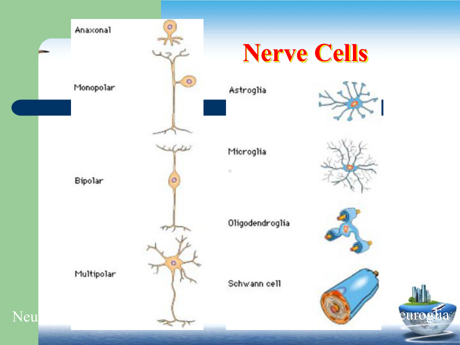 神经元和神经胶质细胞神经元课件.pptx_第2页