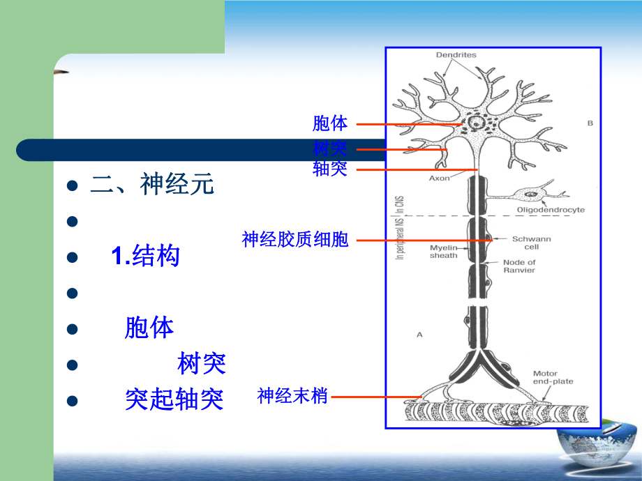 神经元和神经胶质细胞神经元课件.pptx_第3页