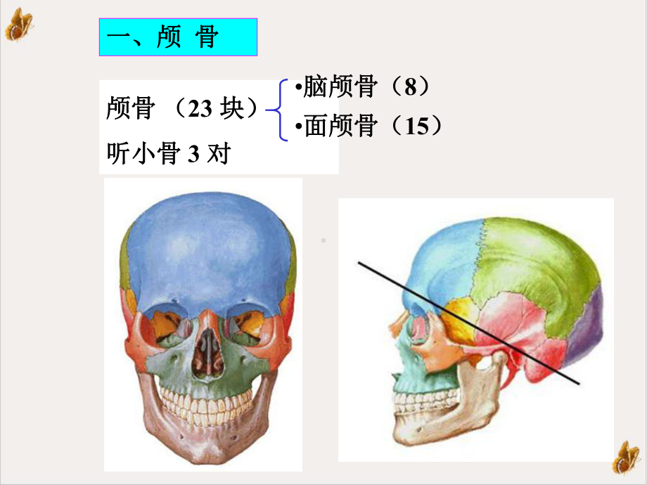 解剖学运动系统颅骨及其连结临床专业培训课件.ppt_第2页