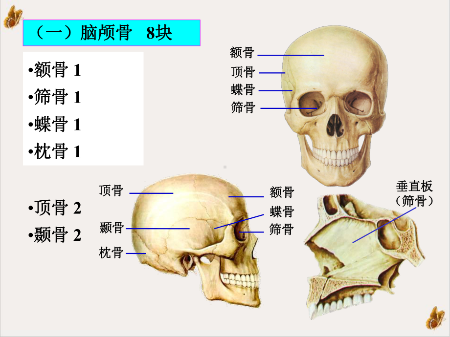 解剖学运动系统颅骨及其连结临床专业培训课件.ppt_第3页