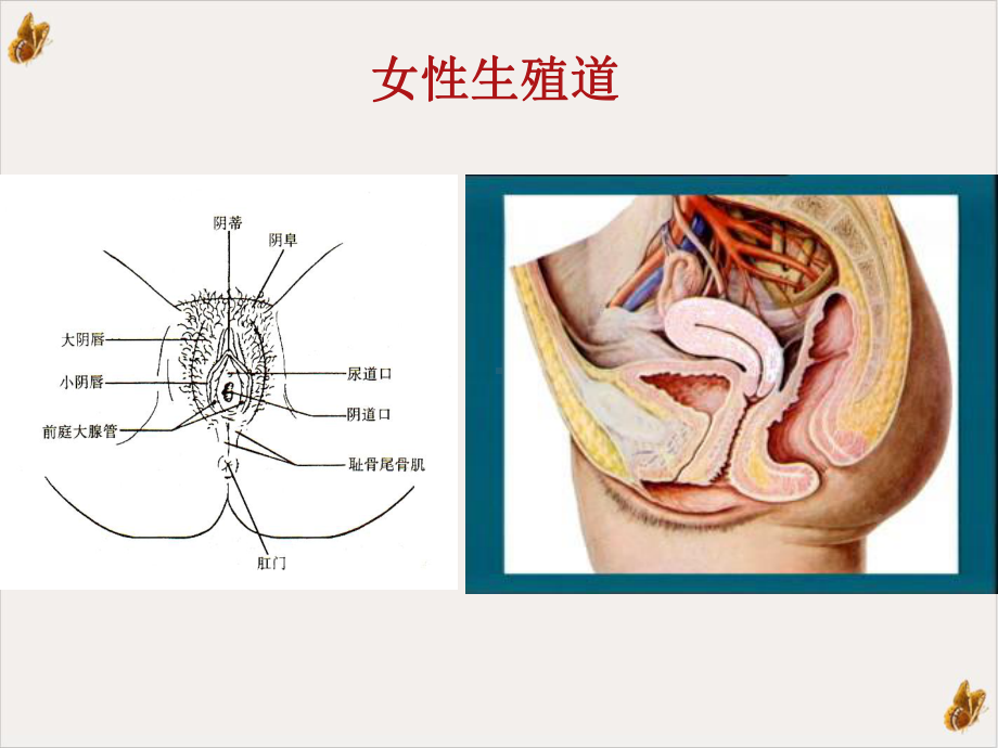 盆腔炎讲解课件.pptx_第1页