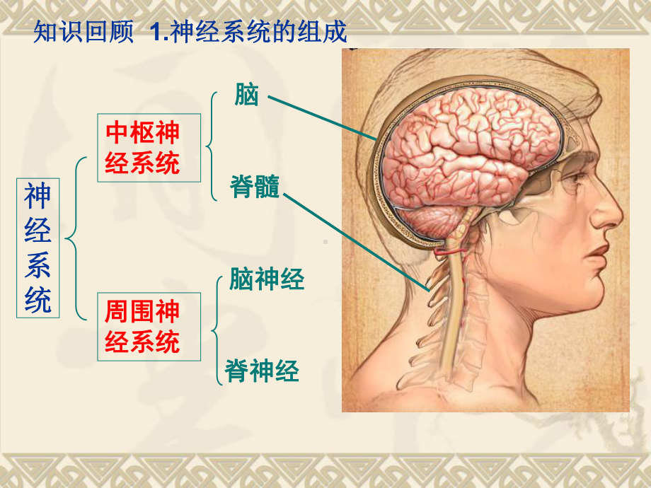 通过神经系统的调节(同名994)课件.ppt_第2页