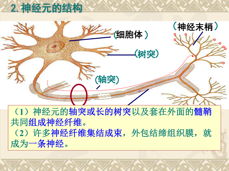 通过神经系统的调节(同名994)课件.ppt_第3页