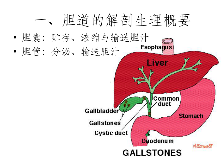 胆道疾病学习课件.ppt_第3页