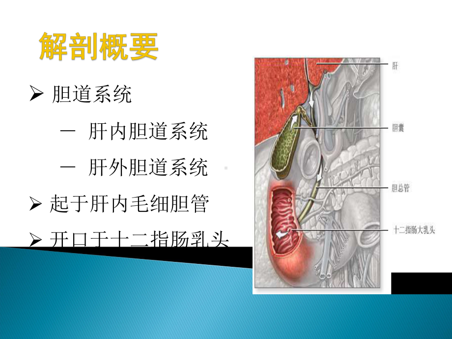 胆道疾病病人的护理(同名416)课件.ppt_第2页