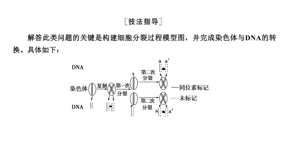 生物一轮复习必修二专题课件：放射性标记染色体去向问题分析.ppt_第2页