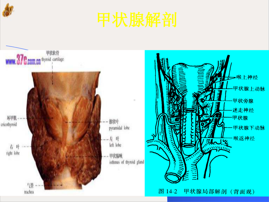 颈部疾病病人护理课件.pptx_第1页