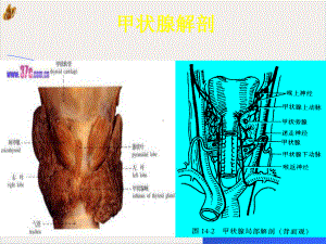 颈部疾病病人护理课件.pptx