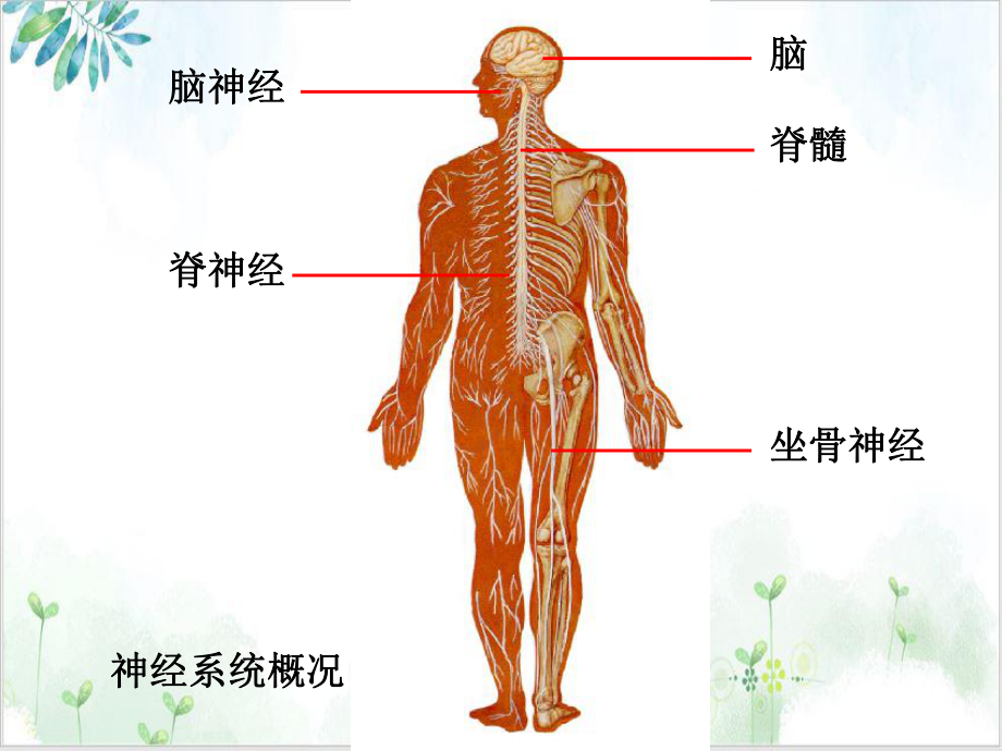 神经总论脊髓脑干培训讲义课件.ppt_第3页