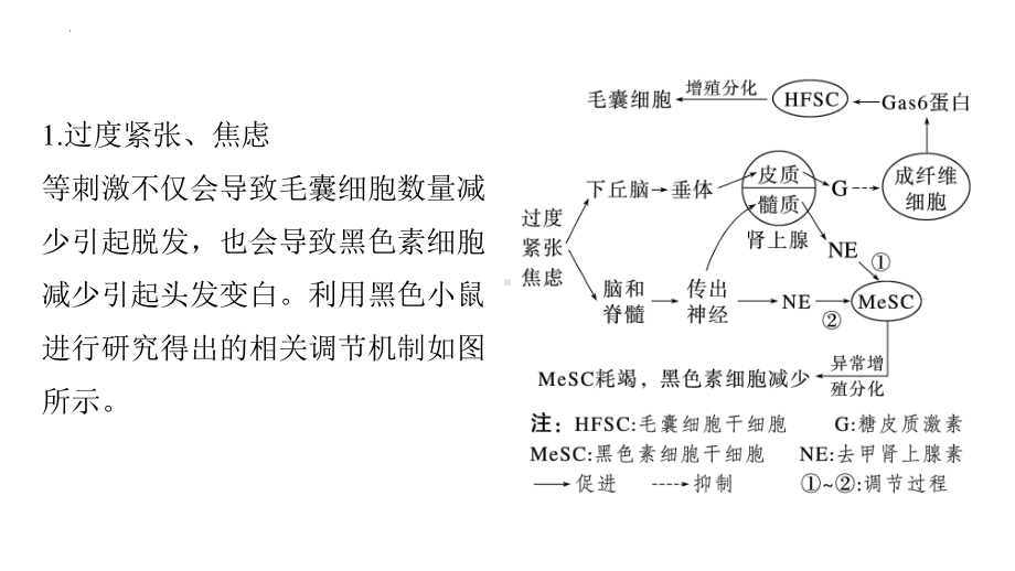 2022新人教版（2019）《高中生物》选择性必修第二册一轮复习（ppt课件）：个体稳态中相关过程变化机理分析.pptx_第2页