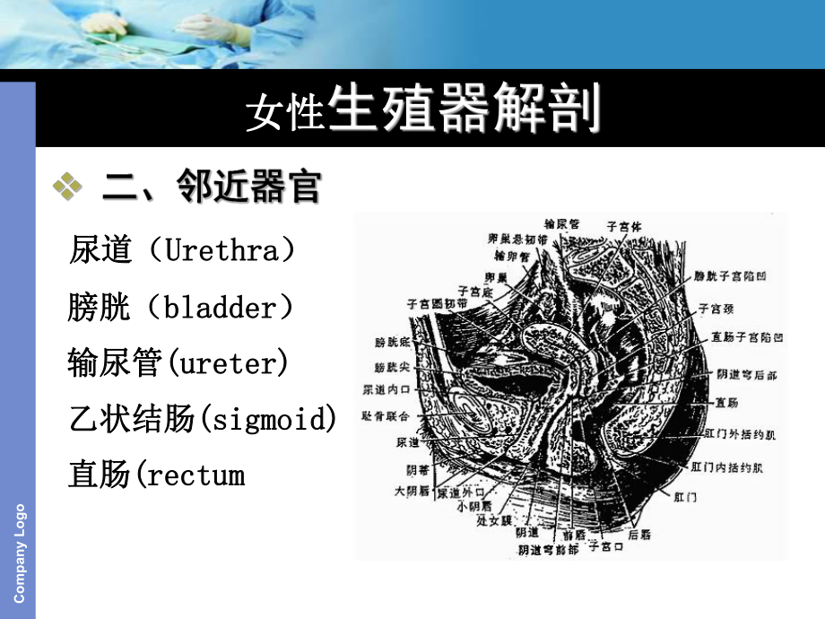 经腹次全子宫切除术护理查房课件.ppt_第3页