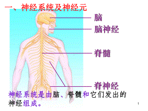 通过神经系统的调节p-课件.ppt