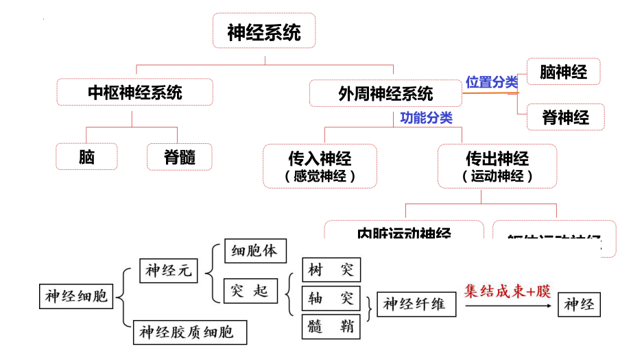 2-2 神经调节的基本方式ppt课件-2022新人教版（2019）《高中生物》选择性必修第一册.pptx_第2页