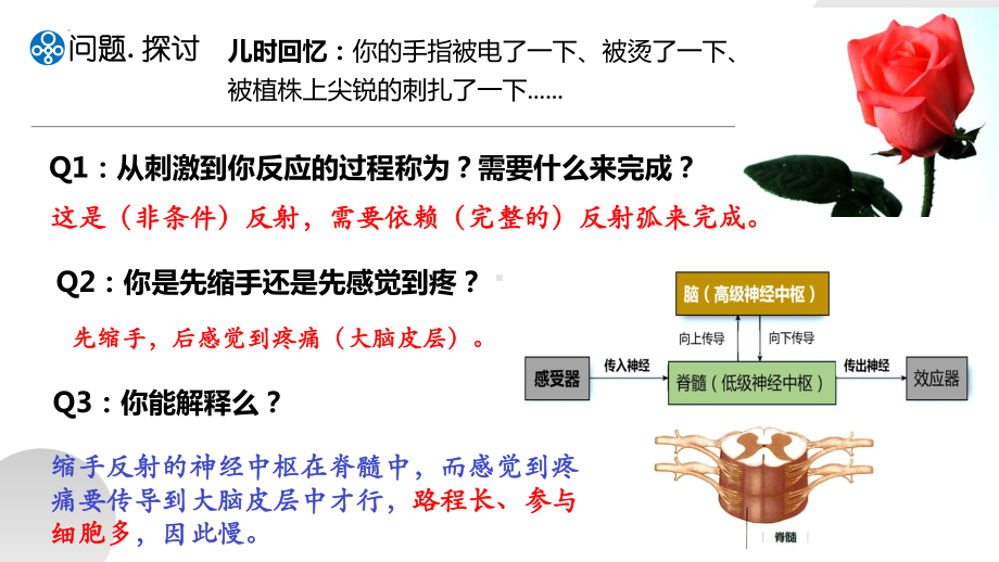 2-2 神经调节的基本方式ppt课件-2022新人教版（2019）《高中生物》选择性必修第一册.pptx_第3页