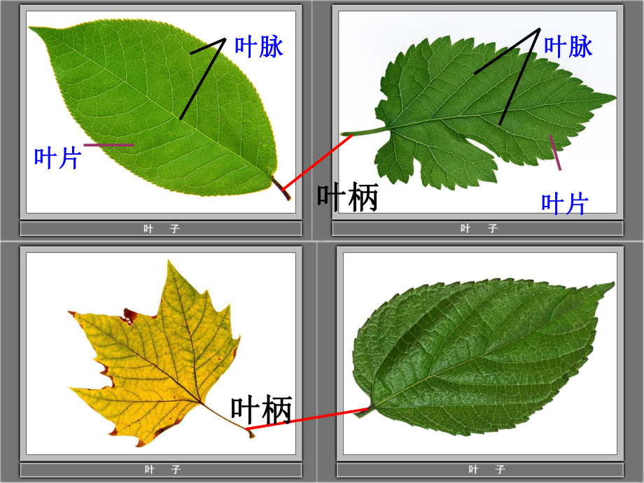 粤教版《植物的叶》教学1课件.pptx_第3页