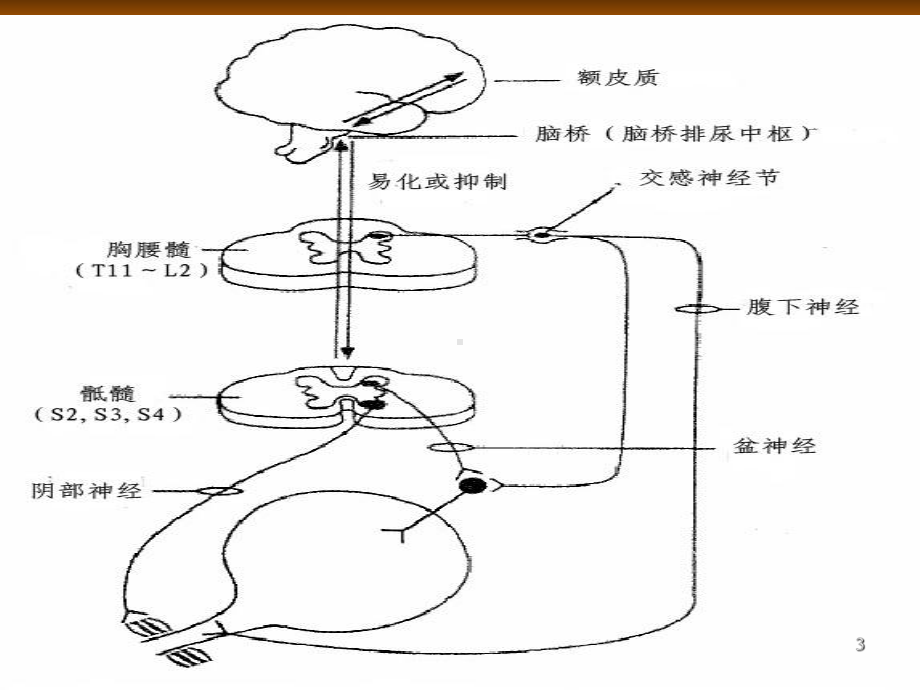 神经源性膀胱管理医学课件.ppt_第3页