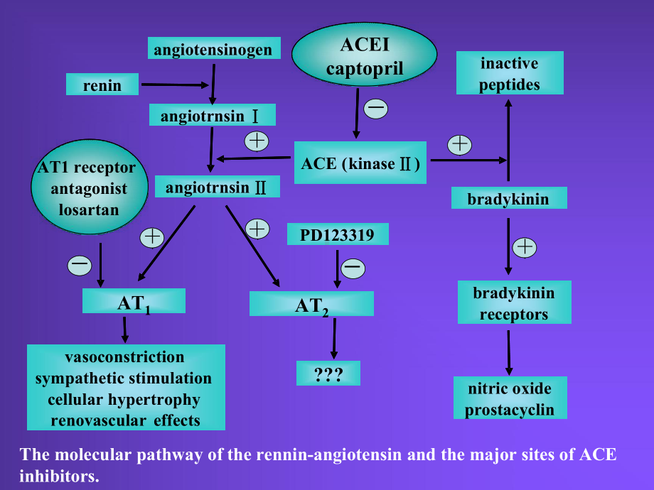 肾素血管紧张素系统抑制药课件.pptx_第3页