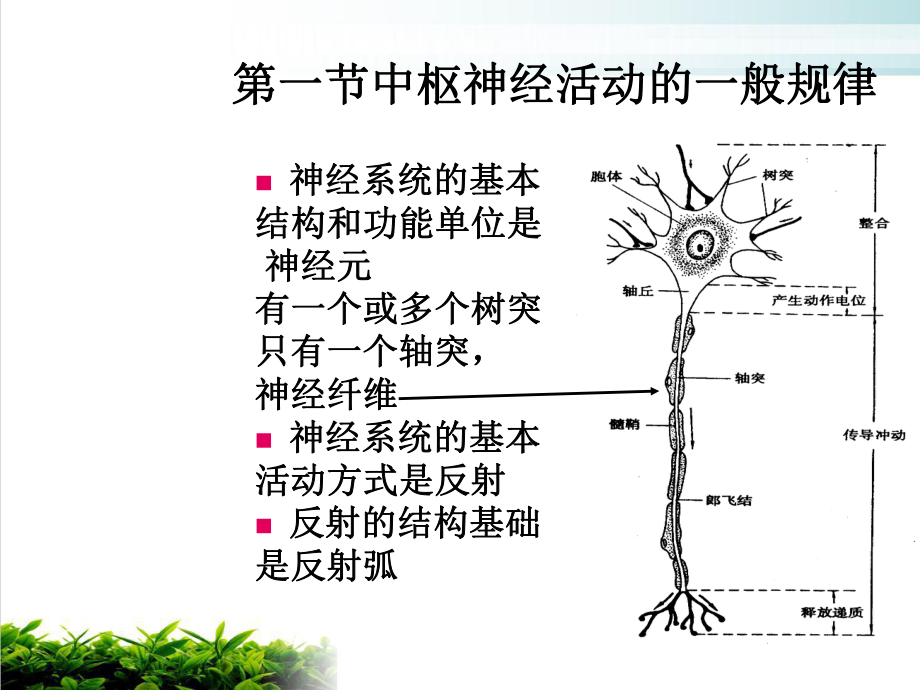 生理学第九章神经系统课件.ppt_第3页