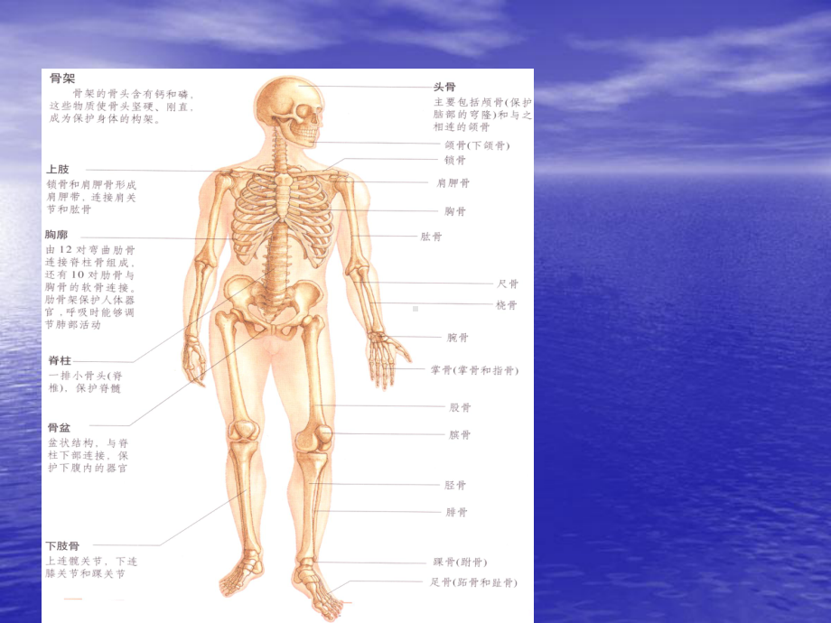 骨折许群英课件.ppt_第2页