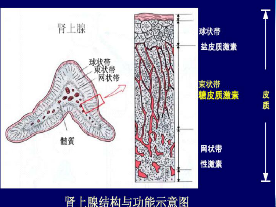 第肾上腺皮质激素类药优质课件.ppt_第3页