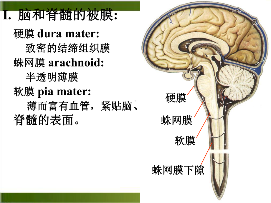 神经系统中枢装置示范课件.ppt_第3页