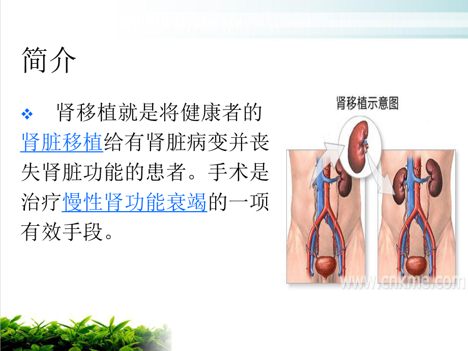 肾移植手术的配合培训讲义课件.ppt_第3页