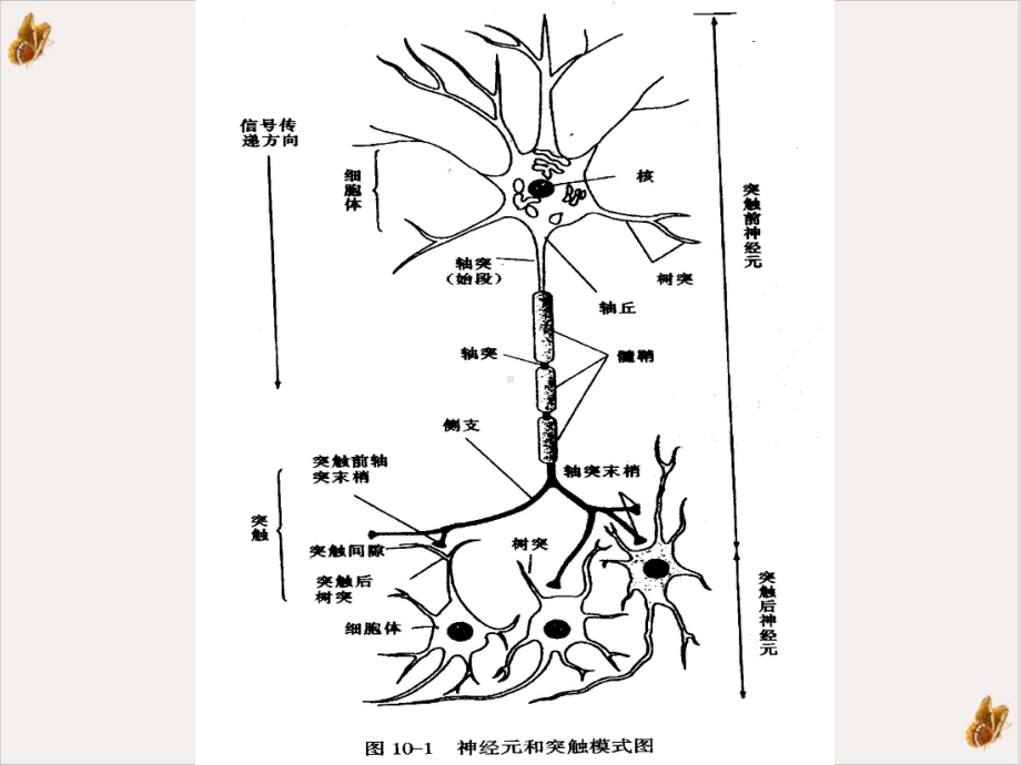 神经系统的功能医学生理学课件整理.pptx_第1页