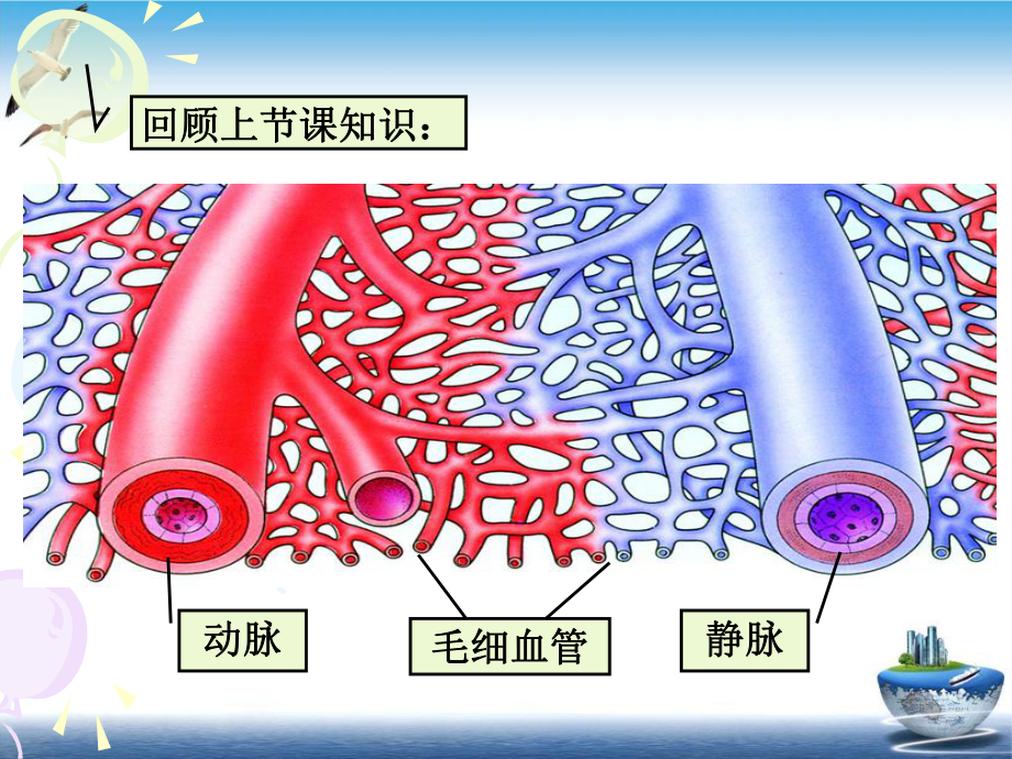 生物黄文平心脏和血管课件.pptx_第2页