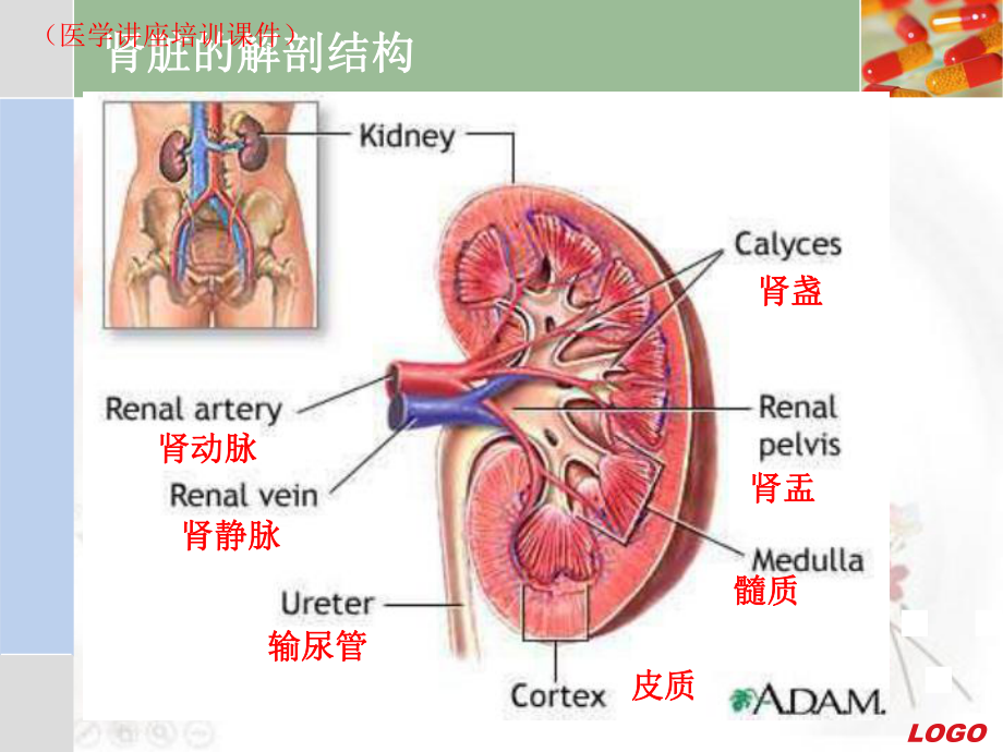 肾脏疾病常见症状及诊断(医学讲座培训课件).ppt_第2页