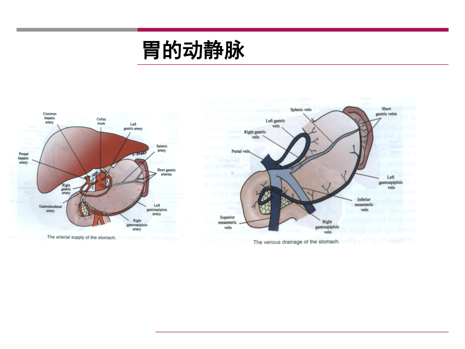 (医学)中西医结合治疗胃癌教学课件.ppt_第3页