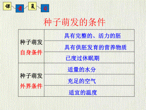 414种子的萌发(第二课时种子的萌发过程)(济南版)课件.ppt