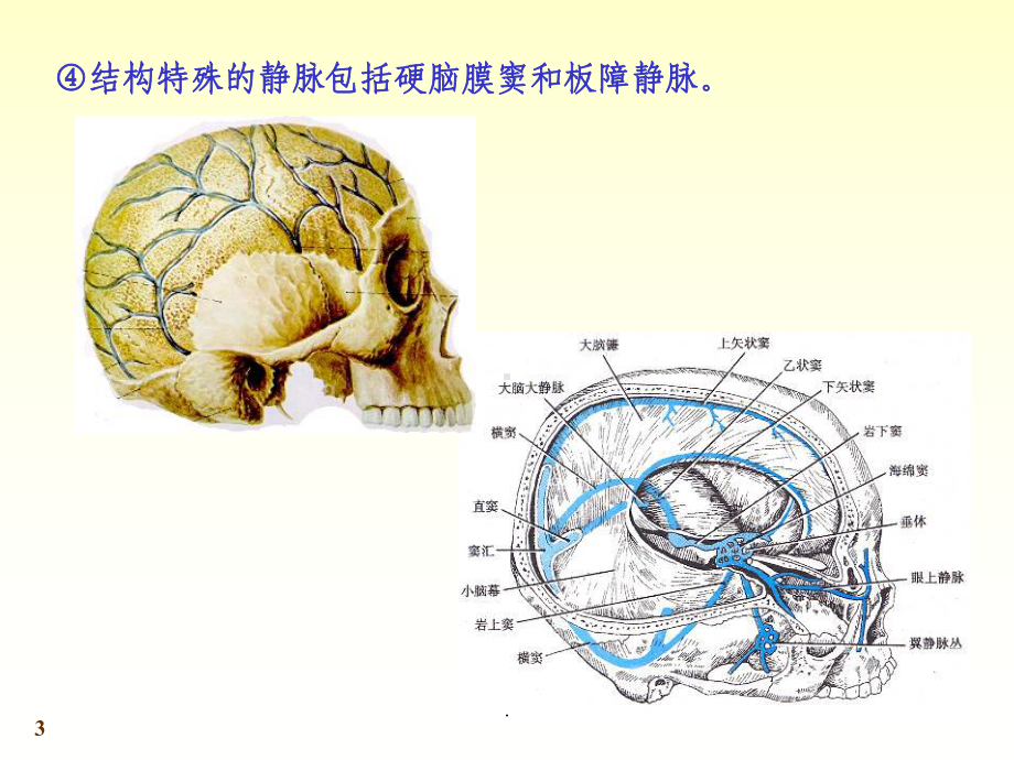 (医学)心血管系统静脉教学课件.ppt_第3页