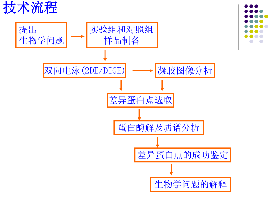 XX生物技术公司蛋白质双向电泳知识学习课件.ppt_第3页