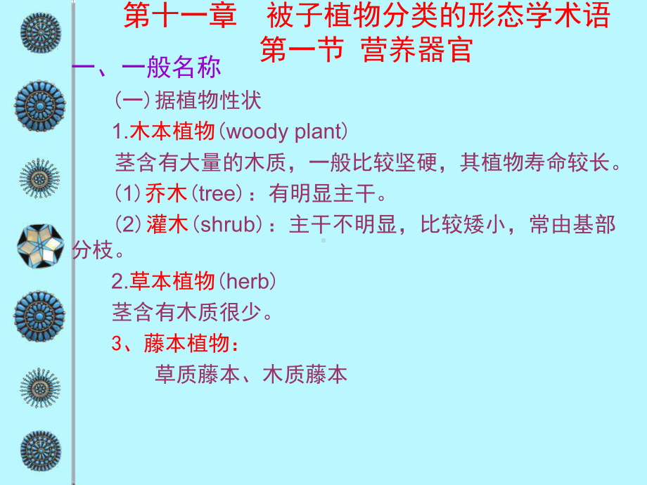 92被子植物分类的形态学术语课件.pptx_第1页