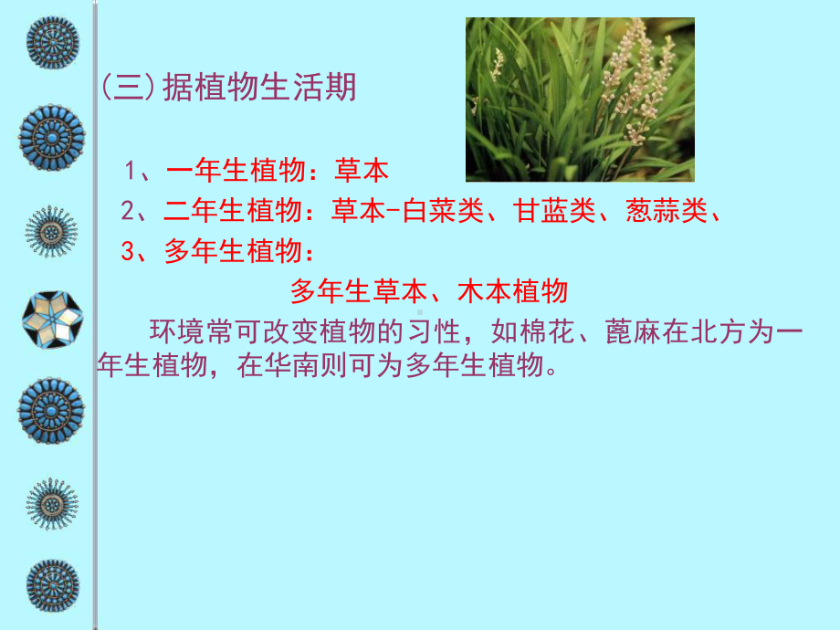 92被子植物分类的形态学术语课件.pptx_第3页