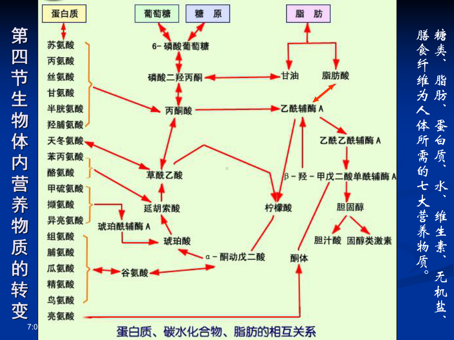 7营养物质的转变剖析课件.ppt_第1页