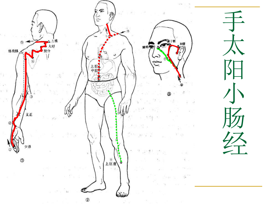 07手太阳小肠经课件.ppt_第3页