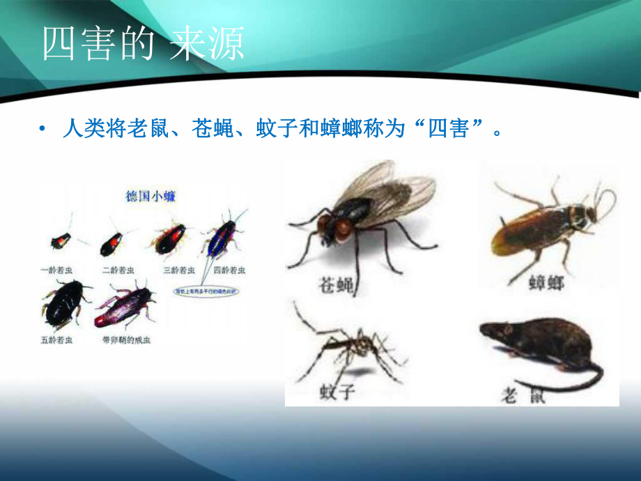 (推荐下载)虫鼠害防治培训教学课件.ppt_第3页