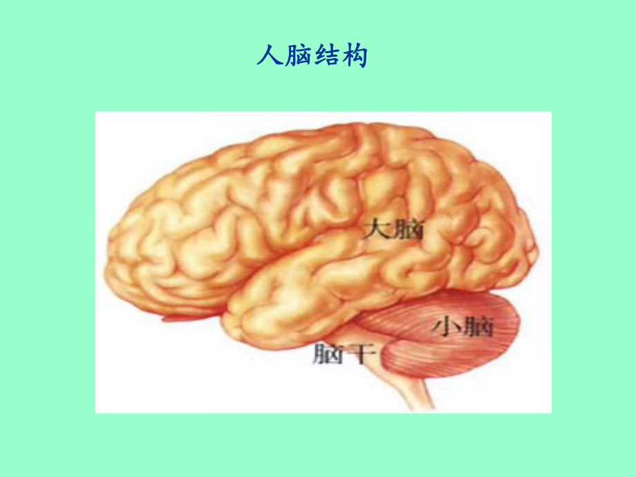 2020苏教版生物七年级下册122《人体的神经调节》课件3.ppt_第3页