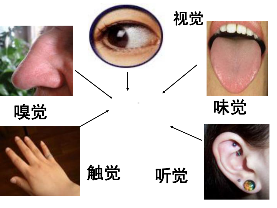 (公开课)人体对外界环境的感知课件.ppt_第3页