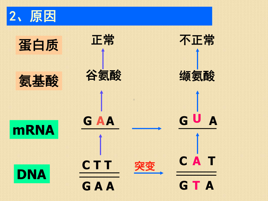 《基因突变和基因重组》教育课件.ppt_第3页