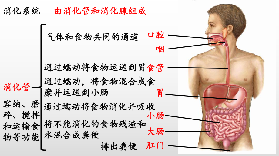 (北师大版)七年级下册生物教学课件：82-食物的消化和营养物质的吸收.pptx_第3页