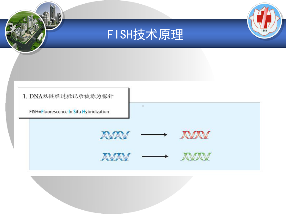 FISH技术在血液肿瘤中的应用课件.ppt_第3页