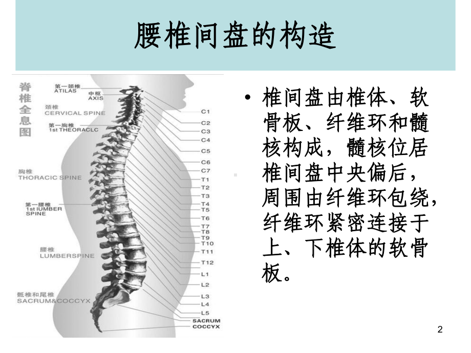 (腰椎间盘突出与腰肌劳损)运动康复教学课件.ppt_第2页