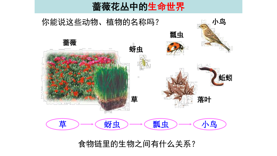 15食物链与食物网课件.pptx_第3页