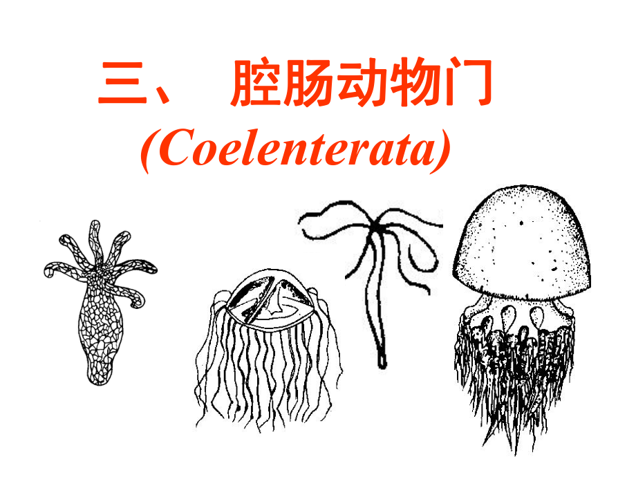 3第一节-无脊椎动物-3腔肠动物门课件.ppt_第1页