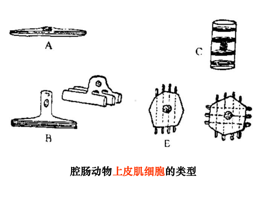 3第一节-无脊椎动物-3腔肠动物门课件.ppt_第3页