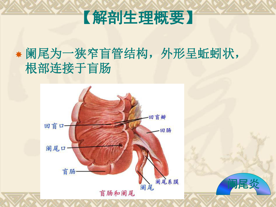 (新)急性阑尾炎患者护理课件.ppt_第2页