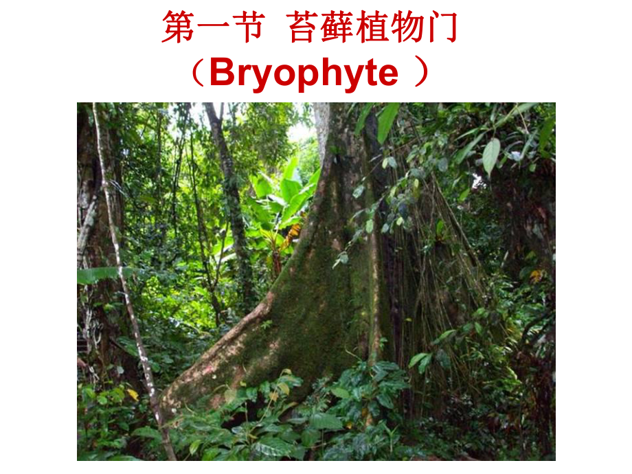 11-第十五章-苔藓蕨类植物课件.ppt_第2页