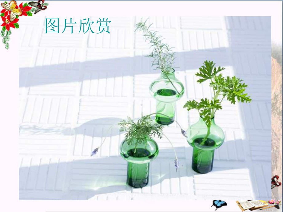 六年级美术上册我种的植物优秀课件1苏少版.ppt_第2页